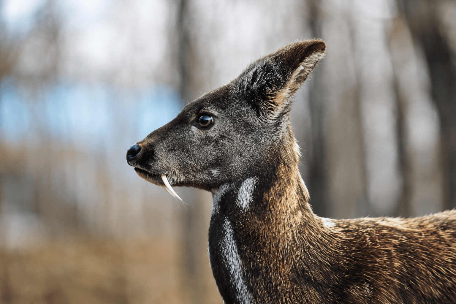 প্রাকৃতিক পরিবেশে একটি Musk Deer