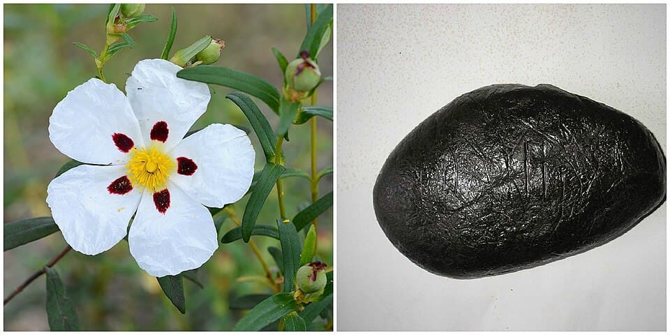 Cistus Rockrose ফুল এবং গাছ থেকে সংগ্রহ করা গাঢ় Labdanum resin